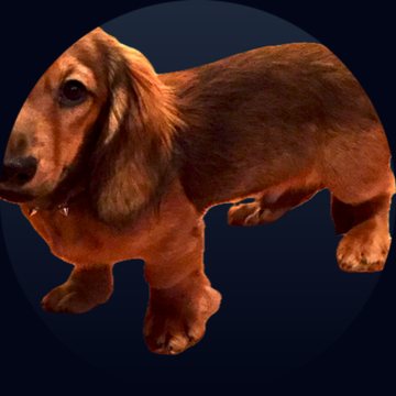 A dachshund standing