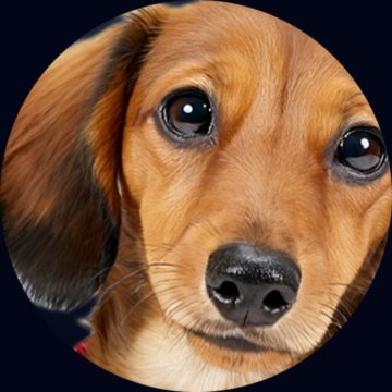 Close-up of a dachshund's eyes