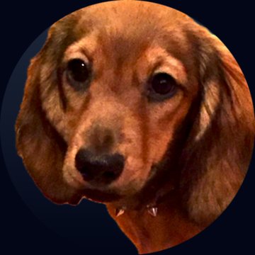 Portrait of a dachshund